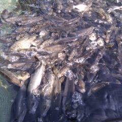 稚魚・中間魚